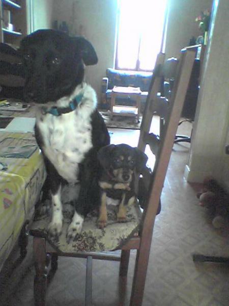 Diane 3 mois et dixie 3 ans