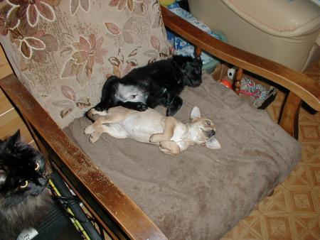 la sieste des chiots